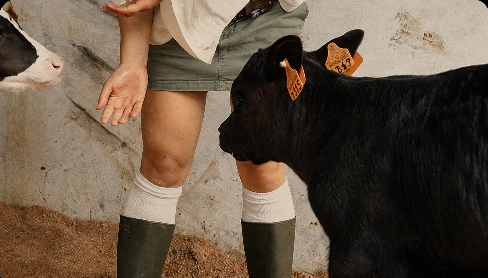 Calf being petted at the farm