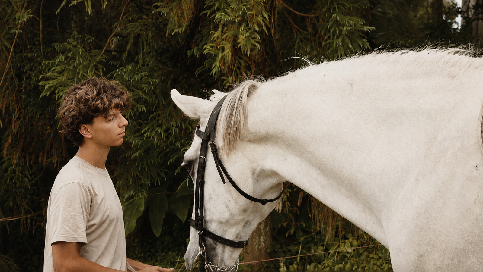 Animals in the Azorean pasture at Volcanic Beings