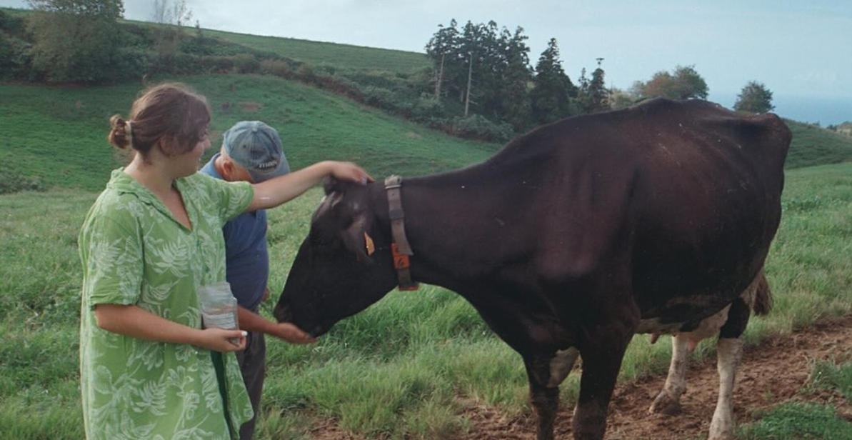 Mariana feeding a cow at Volcanic Beings farm