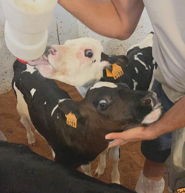 Calves being bottle-fed at Volcanic Beings farm
