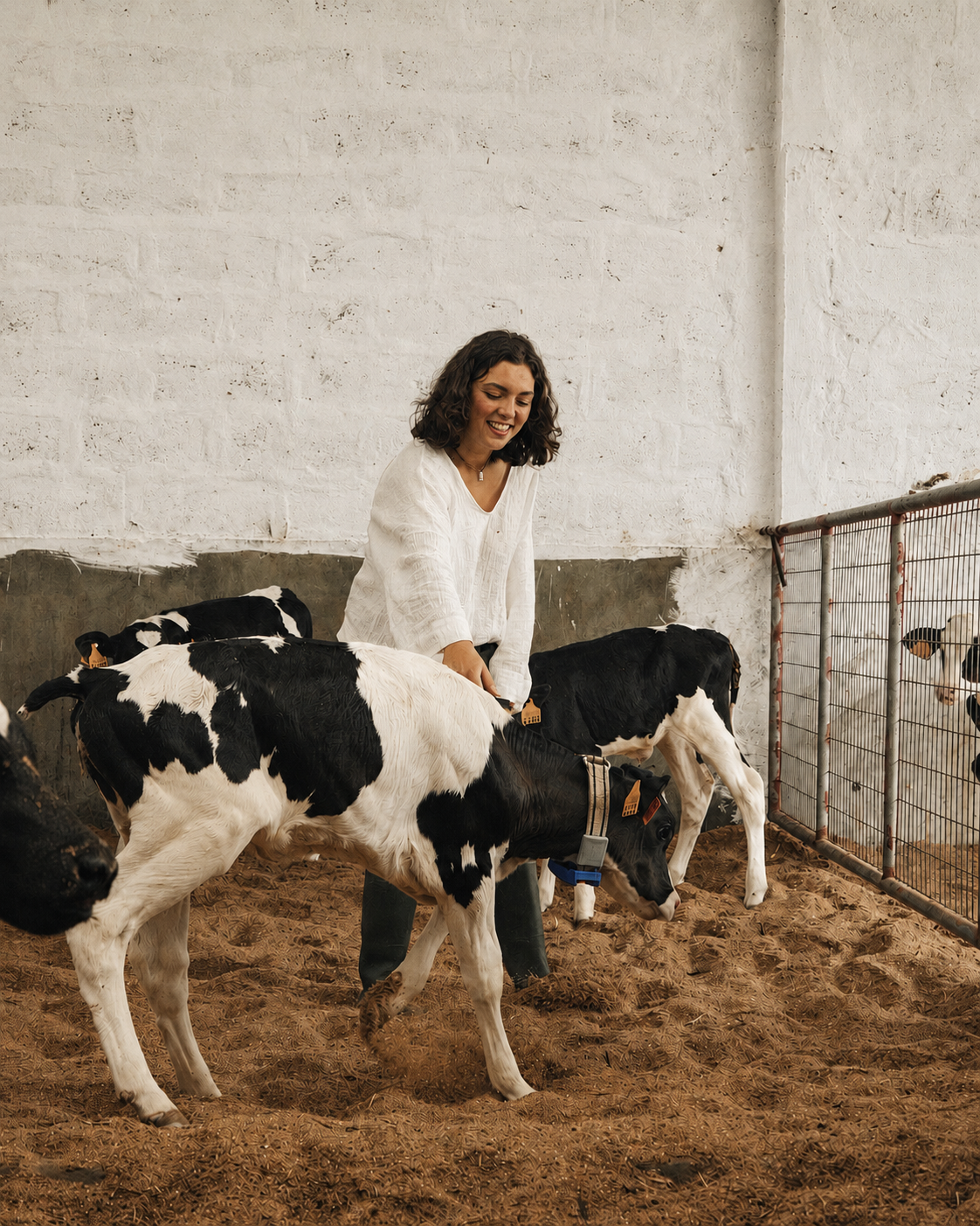Animals at the farm in São Miguel